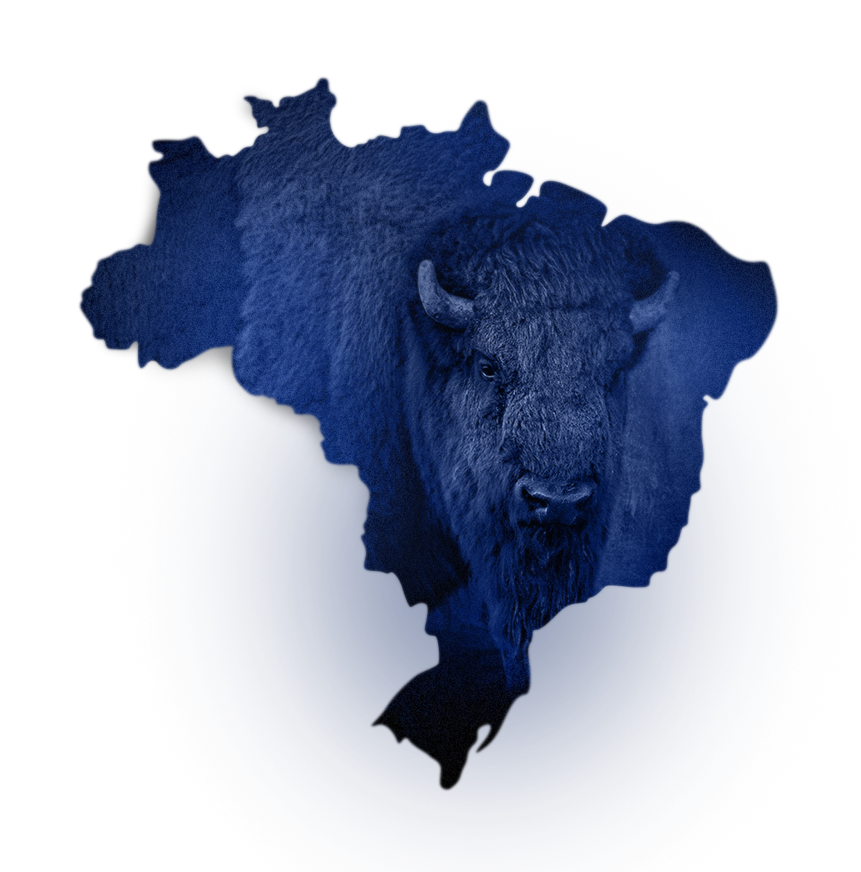 Mapa do Brasil sobreposto à cabeça de um búfalo, representando a atuação nacional da Buffalo Digital